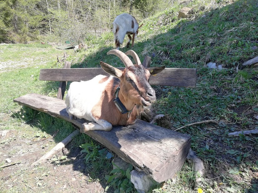 Mlakar Bohinj - Okolica-koza
