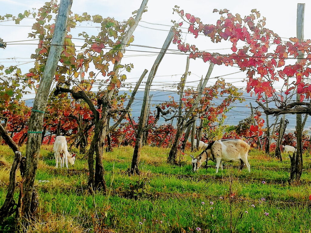 Triban Koper - Vinograd-koze 2020